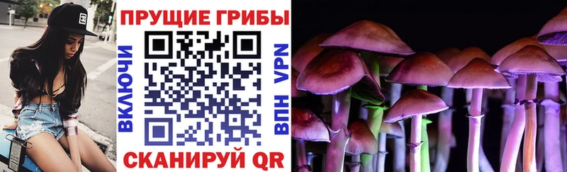 Купить где  Талдом  Псилоцибиновые грибы Psilocybe 